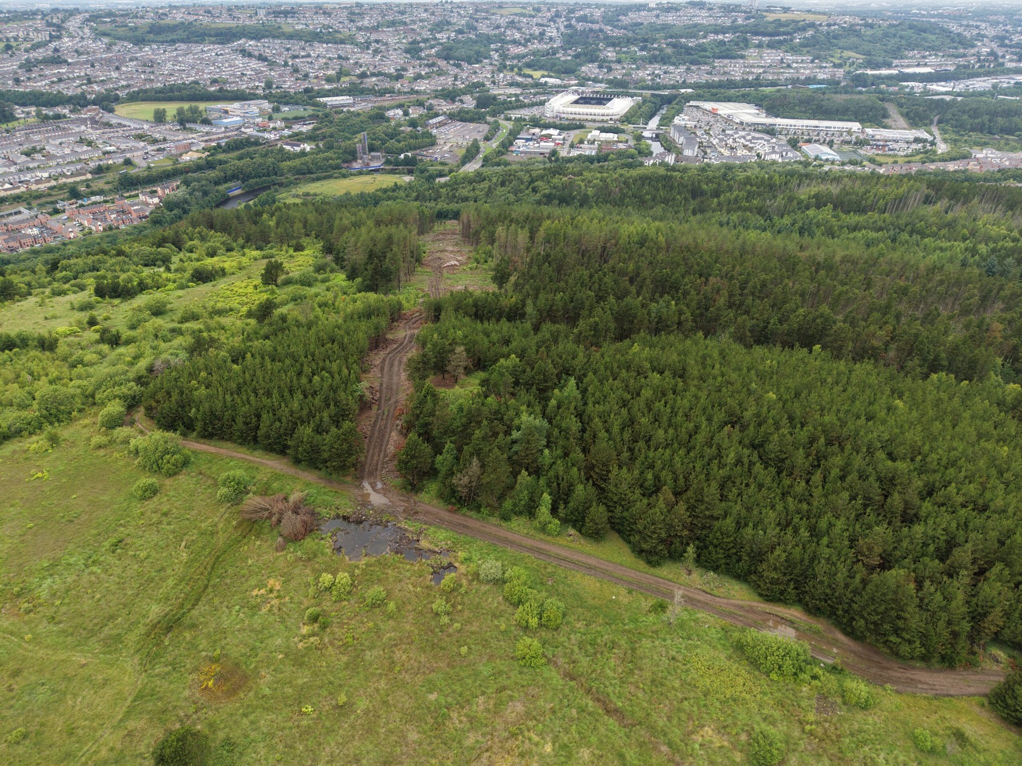 A line of trees cleared ready for upcoming gondola work.
